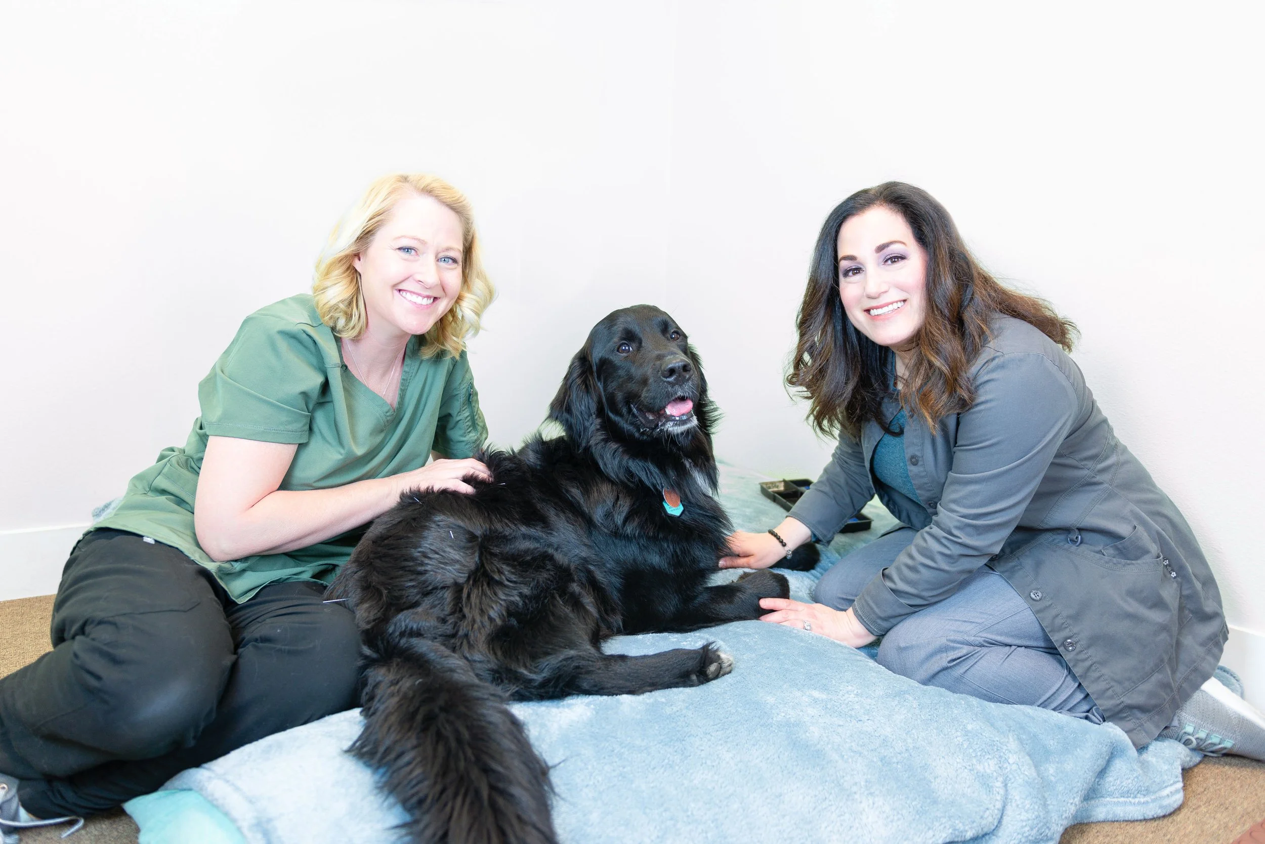 Four Paws Wellness Center